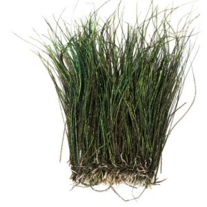 Wapsi Strung Peacock Hurl